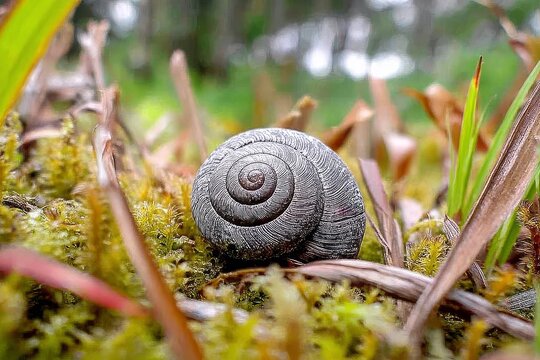A snail's shell camouflaged in lush grass. 