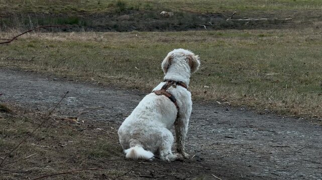 Cockapoo Labradoodle cream fur coat well behaved dog outdoor