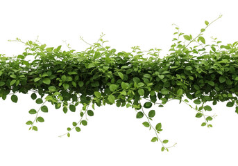 Obraz premium A lush green vine with abundant leaves cascades downwards, isolated on a clean transparent background, showcasing its natural beauty and organic growth pattern