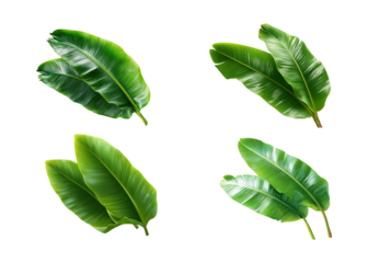 Lush Tropical Leaves Border on Abstract Green Background