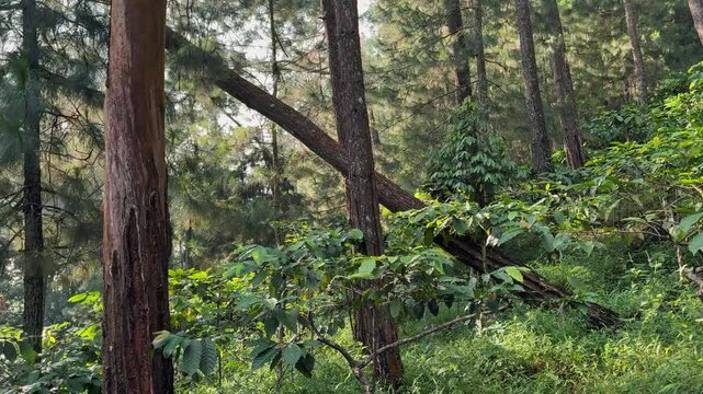 Lush green forest scene with tall pine trees and developing coffee plants thriving under natural sunlight. Good footage for themes of nature, outdoors, and environmental clips.