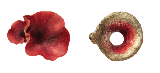 Two abstract, organic shapes; one red, ruffled, petal-like, other