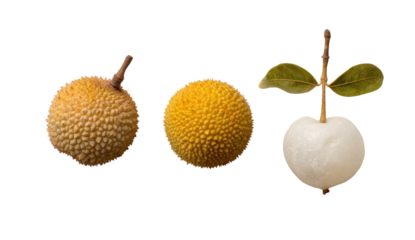 Three round, spiky fruits with textured skins on black background