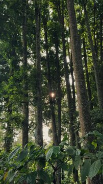 Vertical video Sunlight filtering through the dense canopy of a lush green forest with tall trees creates a serene natural scene. Best footage for themes of nature, outdoors, and environmental clip