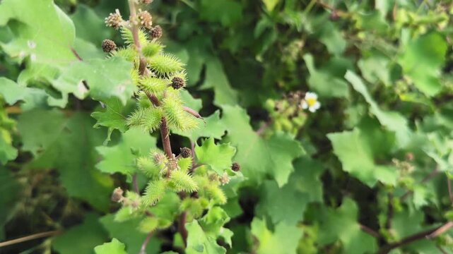 Crane-up shot of Common Cocklebur (Xanthium strumarium) plant showing its spiky green burrs and broad leaves, highlighting the wild weed&rsquo;s structure and texture under natural daylight.