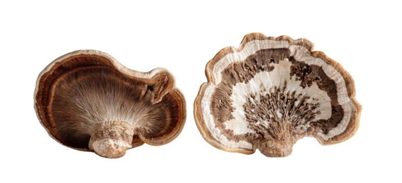 Two shelf mushrooms, one showing gills, the other showing growth rings