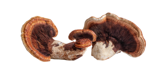 Two shelf mushrooms with textured brown and white caps