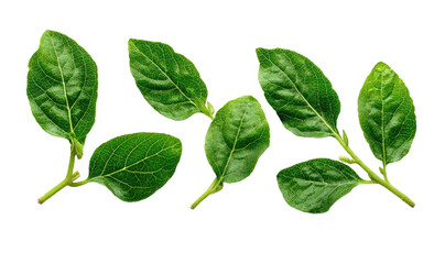 Naklejka premium Sprigs of fresh, green spinach leaves on black background