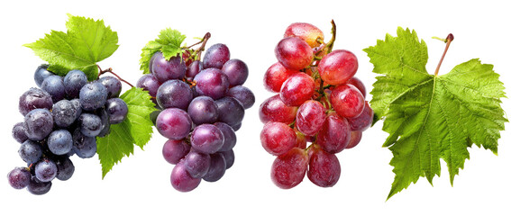 Two bunches of purple grapes and one bunch of red grapes with leaves