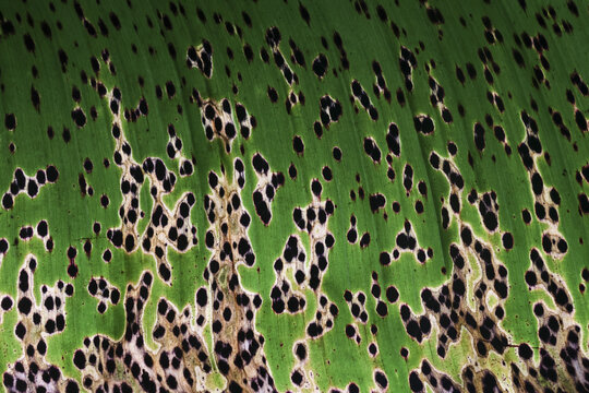 Macro detail of green plant leaf texture showing damage from fungus disease. abstract background features black spots and holes, illustrating sickness and natural decay