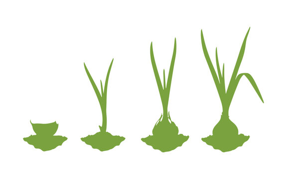 Dirtgreen garlic lined up, standing out against a white backdrop.

