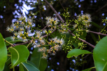 Flowering branch of a Jambolan (Syzygium cumini) tree, showcasing clusters of delicate, white, fluffy blossoms and green buds against a background of lush leaves in Brazil.