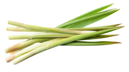 Fresh green stalks and leaves of a fragrant herb