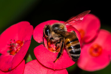 Macro photo of a honey bee Apis mellifera hybrid collecting nectar from a vibrant red Crown-of-thorns flower. This detailed image highlights the essential process of pollination