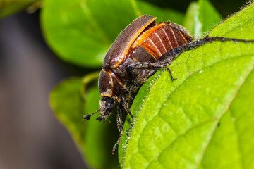 Extreme macro of a native Brazilian beetle, Leucothyreus albopilosus. 