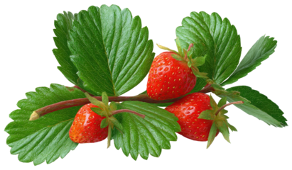 Three ripe red strawberries on a leafy stem