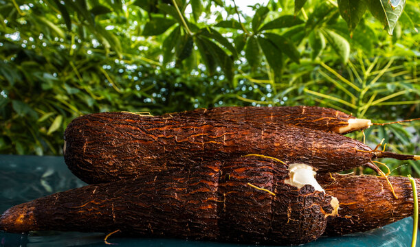 Cassava root on a plastic table with the manioc plantation on the farm in Brazil