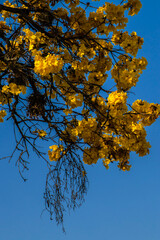 Yellow Ipê (Handroanthus albus) flowering in a square in Brazil