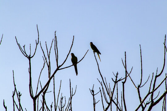 maritacas (Pionus) or brazilian parrots landed on a dry tree in Brazil