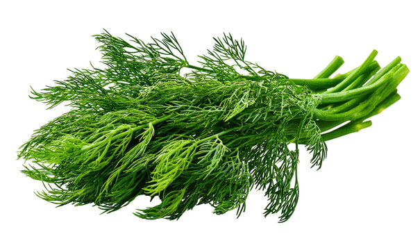 Fresh green dill herb bundle with feathery fronds