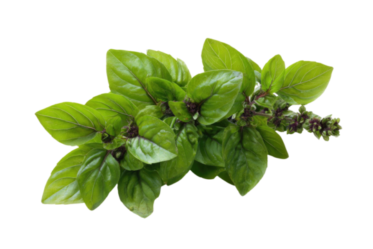Fresh green basil sprigs with purple hints and tiny unopened buds