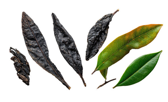 Dried and fresh leaves arranged on black