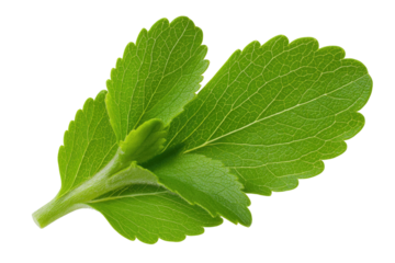 Vibrant green leaves with intricate vein patterns on a dark backdrop