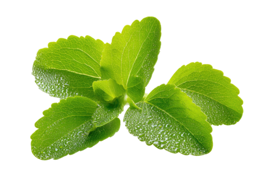 Fresh green leaves with water droplets against black background
