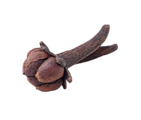 Single brown spice clove with stamen against a black background