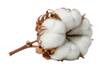 Cotton boll on a stem transparent background cutout png