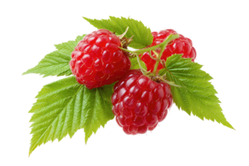 Vibrant raspberries on a leafy green stem