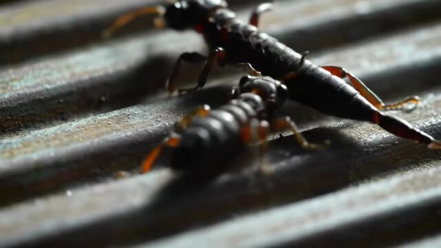 Earwigs Mating Close-up of Insect Reproduction, Pair