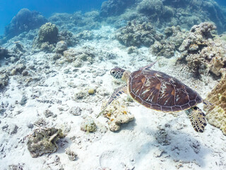 Obraz premium ゆったり泳ぎ息継ぎするアオウミガメ, Green Turtle, Green Sea Turtle, Chelonia mydas, ウミガメ科, 美しいサンゴ礁と熱帯魚の群れ。 安室島嘉比島沖縄県 島尻郡慶良間諸島座間味島-2025 サンゴの産卵があり卵が漂う。沖縄本島から40km西方の諸島。30以上の島嶼群全体が国立公園に指定。珊瑚礁の青い海と白い砂浜は世界屈指の美しさ。貴重な動植物.