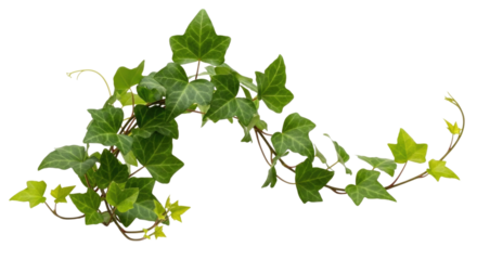 Green ivy garland transparent background cutout png
