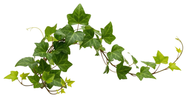 Green ivy garland transparent background cutout png