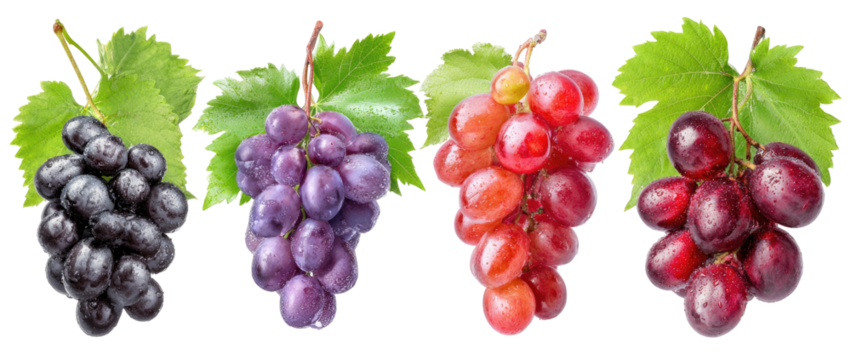 Four bunches of grapes black, purple, red, and dark red