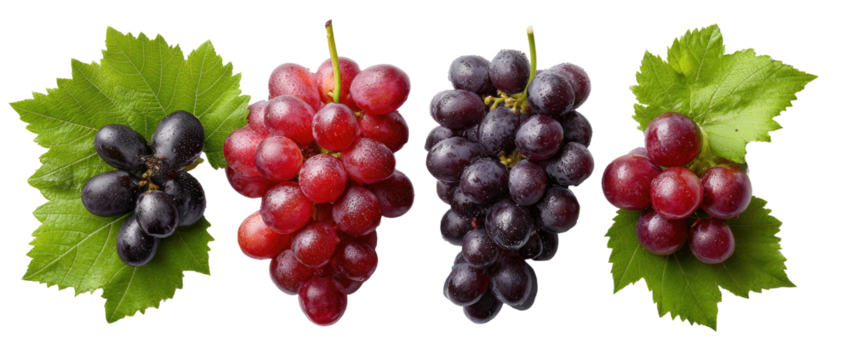 Two bunches of red grapes and two bunches of purple grapes on green leaves