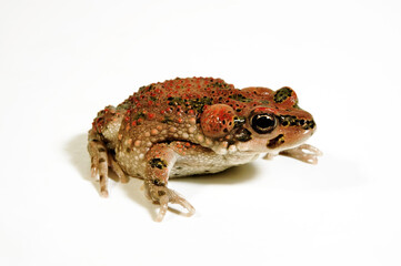 Fototapeta premium Atlaskröte // Brongersma's toad, Tiznit toad (Barbarophryne brongersmai) - Marokko 
