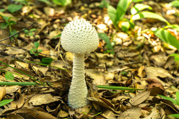 シロオニタケ（白鬼茸）