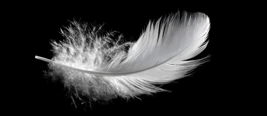 Obraz premium White feather detail on black background