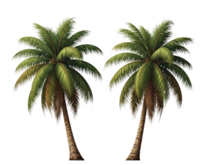 Two palm trees transparent background cutout png