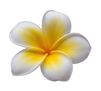 White and yellow frangipani flower transparent background cutout png