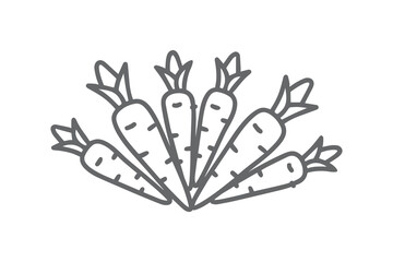 Fototapeta premium Fan of Gray Carrots with Green Tops on Black Background vegetables food