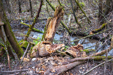 Broken and decaying tree trunk in a damp forest area near a small stream, with moss-covered branches and scattered wood debris.