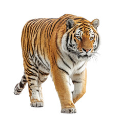 Fototapeta premium Realistic tiger isolated on transparent background, showcasing powerful wildlife, natural predator behavior, strong muscles, beautiful stripes, and magnificent big cat species in nature.