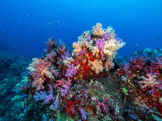 Fototapete Rund Korallentiere Vibrant coral reef ecosystem underwater nature photography marine environment wide-angle view biodiversity conservation  © Thanapong