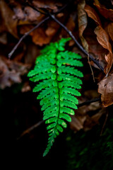 Bracken. Fern on blurry background. A fern with a triangular shape. The concept of geometry idea in nature. Green plant. 