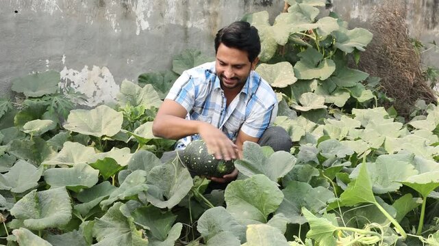 Happy young indian farmer inspect and harvest gourd or pumpkin from his agriculture farm. People of rural india.