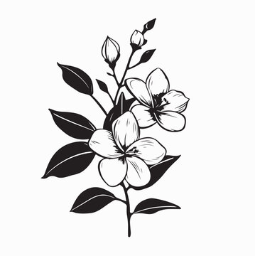 Sampaguita Floral Branch Line Art Vector isolated on white background