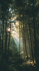 Obraz premium Enchanting Bamboo Forest with Sunlight Streaming Through Lush Greenery